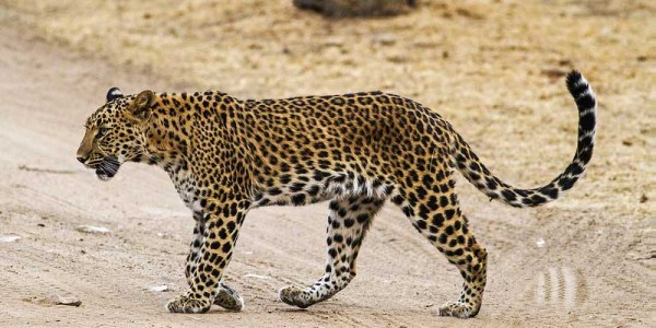 Jhalana Leopard Safari