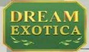 Jain Dream Exotica